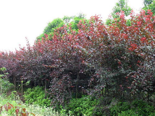 红叶李树